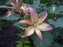 IMGP7596