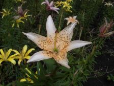 IMGP7597