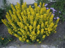 IMGP7381