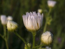 IMGP7455