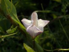 IMGP7461
