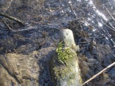 IMGP7911
