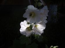 IMGP8081