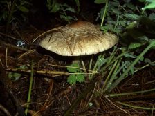 IMGP8286