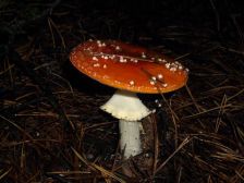 IMGP8292