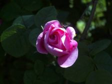 IMGP8410